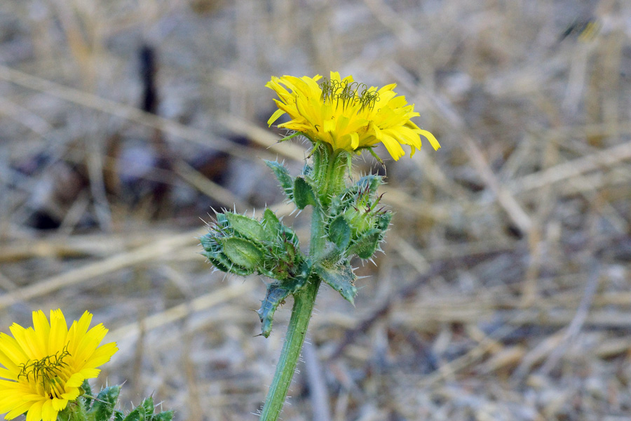 Helminthotheca echioides / Aspraggine volgare